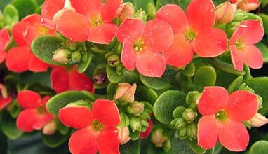 Kananchoe өнөкөт простатититке дарылоо